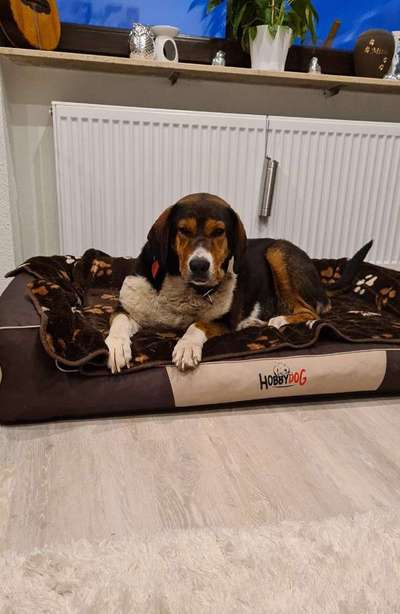 Ein gutes Hundebett?-Beitrag-Bild