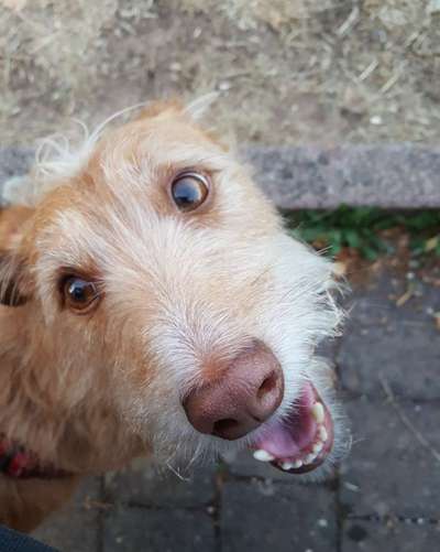 CHALLENGE NR. 19 - Der Hundeblick-Beitrag-Bild