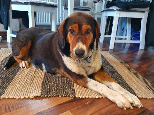 Wo sind die Pflegestellen?-Beitrag-Bild