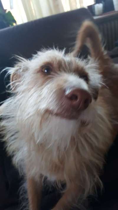 Zeige das lustigste Bild eures Hundis-Beitrag-Bild