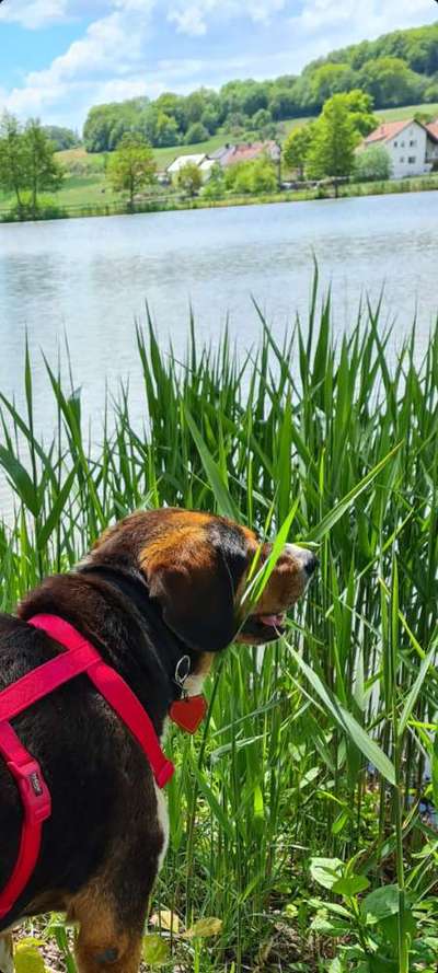 Die Dogorama Kalender Challenge 4/4-Beitrag-Bild