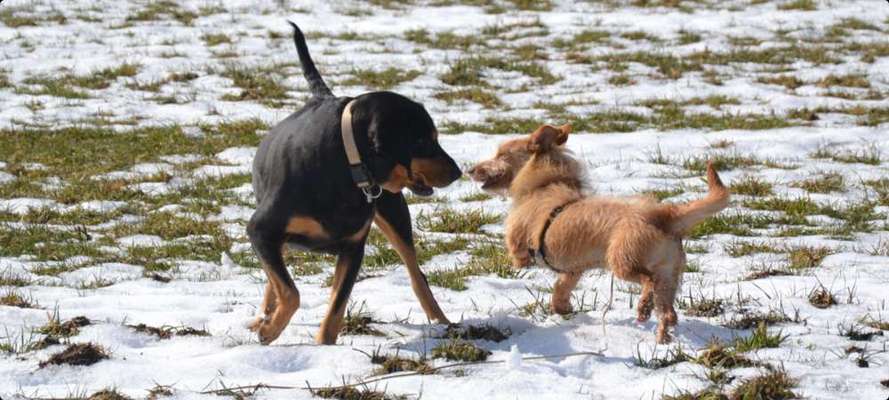 Die Dogorama Kalender Challenge Teil 2/4-Beitrag-Bild