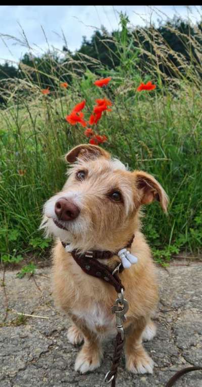 Die Dogorama Kalender Challenge 4/4-Beitrag-Bild