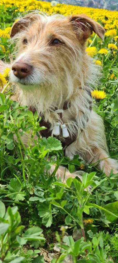 Podengo português (-Mischlinge) Gibt es noch mehr dieser schönen Rasse hier?-Beitrag-Bild
