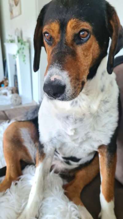 Hunde aus Griechenland-Beitrag-Bild