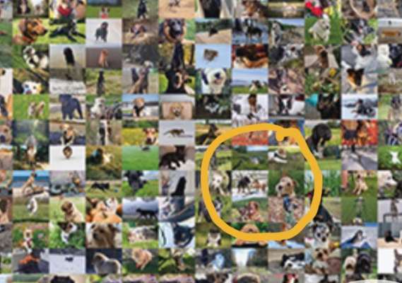 Zeig deinen Hund in der Kalender-Collage-Beitrag-Bild