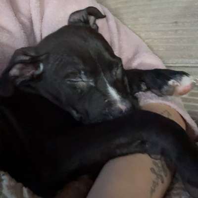 Hundetreffen-Welpentreffen-Bild