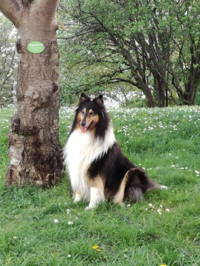 Langhaar Collies-Beitrag-Bild