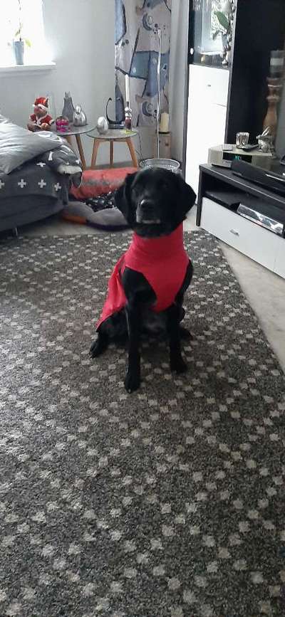 Hundemodel-Beitrag-Bild