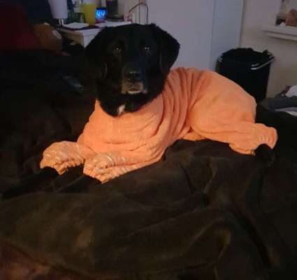 Welchen Hund hast du?-Beitrag-Bild