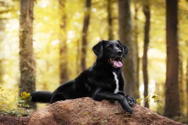 Hundemodel-Beitrag-Bild