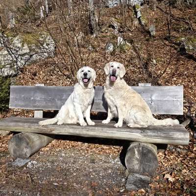 Hundetreffen-Spaziergänge-Bild