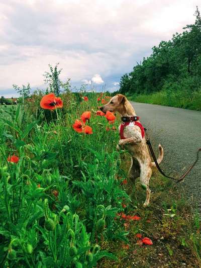 Zeigt mal die schönsten Bilder von euren Hunden !-Beitrag-Bild