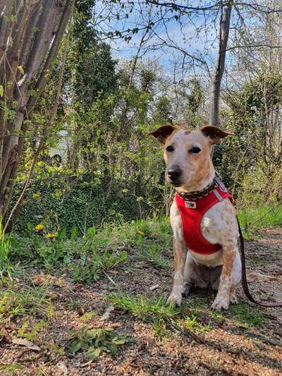 Wo sind die Jack und Parson Russell Terrier?-Beitrag-Bild