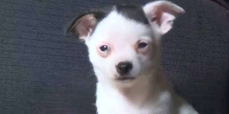 Ist Treibjagd noch zeitgemäß und mit "Hundeliebe" vereinbar?-Beitrag-Bild