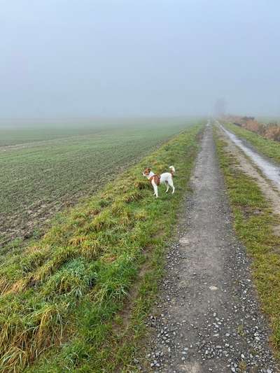 Hundetreffen-Gassi, toben, spielen-Bild