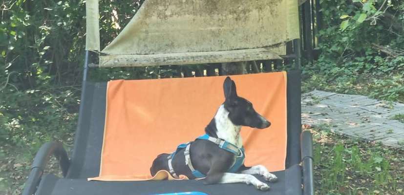 Hundetreffen-Spielen, toben-Bild