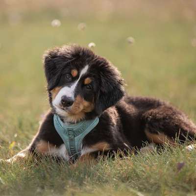 Hundetreffen-Für Welpen suchen wir Gassi/Trainings Freunde-Bild