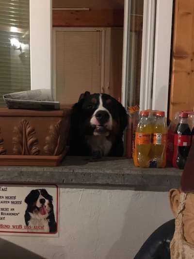 Die Dogorama-Wochen-Challenge "Die schönste Grimasse"-Beitrag-Bild