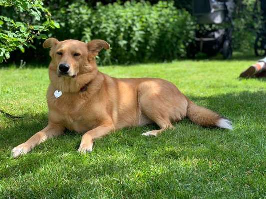 Reinrassige Hunde?-Beitrag-Bild