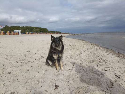 Hundeauslaufgebiet-Südstrand-Bild