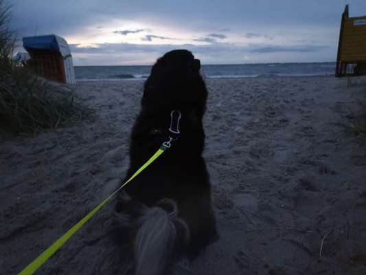 Dogorama Foto Challenge - Dämmerung-Beitrag-Bild