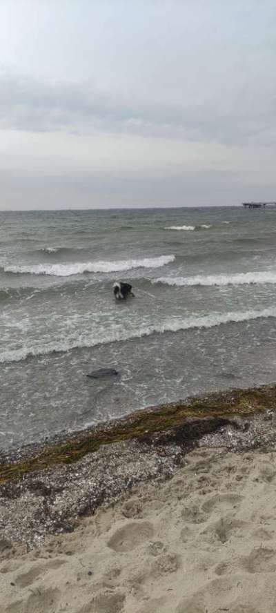 Hundeauslaufgebiet-Baltic Sea-Bild