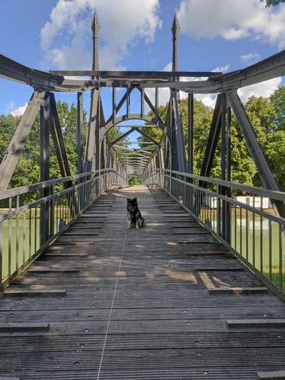 Hundeauslaufgebiet-Nasses Dreieck + Huckeberg-Bild