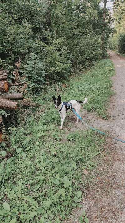 Tierschutz Hunde aus Sizilen.-Beitrag-Bild