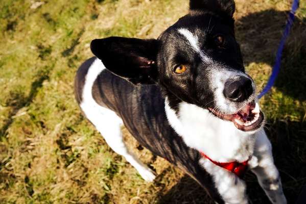 Podenco/Mischlinge hier? :-)-Beitrag-Bild