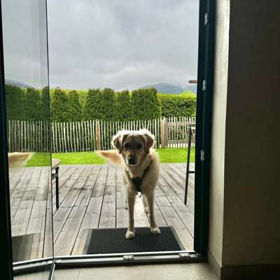 Hundetreffen-Gassi- und Spielfreunde Kontaktbereit-Bild