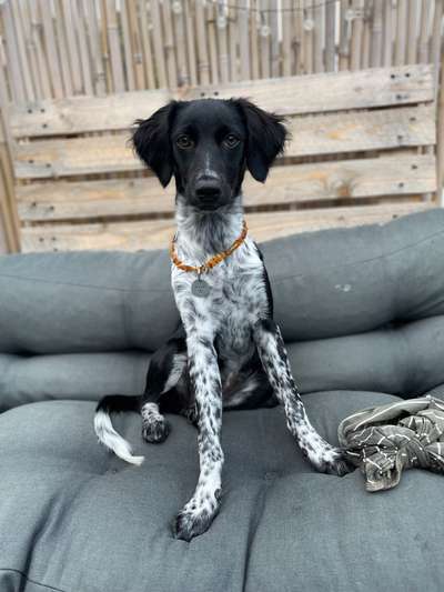 Epagneul Breton-Beitrag-Bild