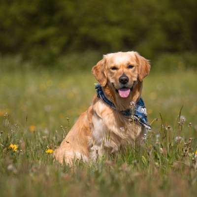 Hundetreffen-Gassi gehen, Spielen und/oder social walk-Bild