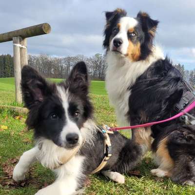 Hundetreffen-Lockerer Spaziergang mit Spielen