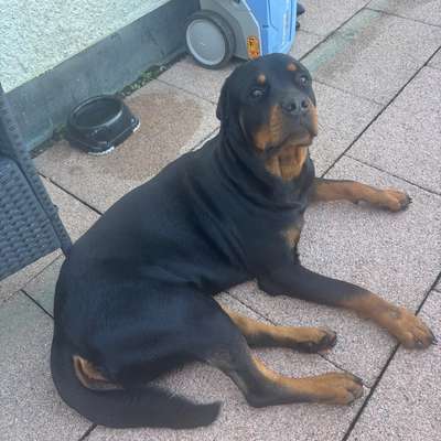 Hundetreffen-Spielen-Bild