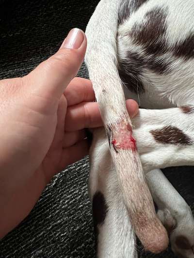 Happy Tail Syndrom-Beitrag-Bild