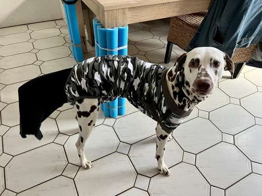 Happy Tail Syndrom-Beitrag-Bild