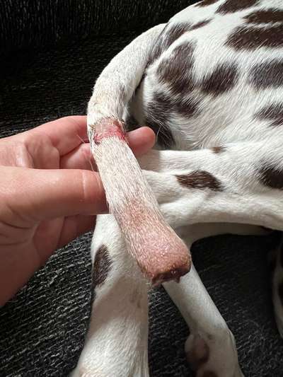 Happy Tail Syndrom-Beitrag-Bild