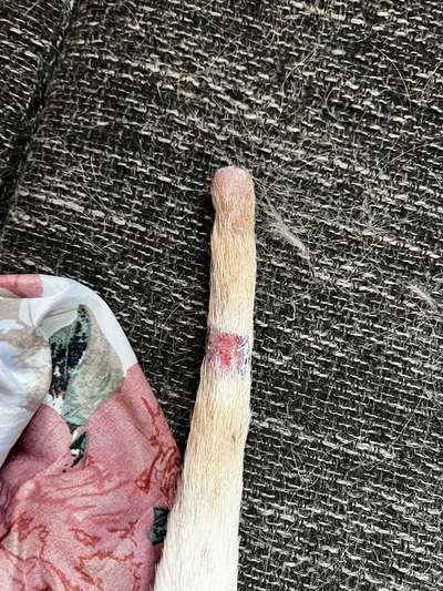 Happy Tail Syndrom-Beitrag-Bild