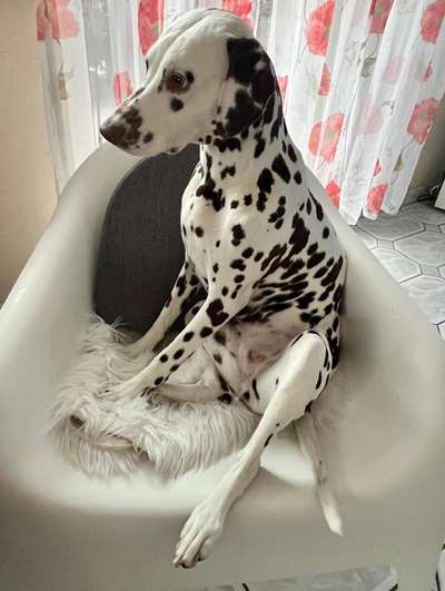 Happy Tail Syndrom-Beitrag-Bild