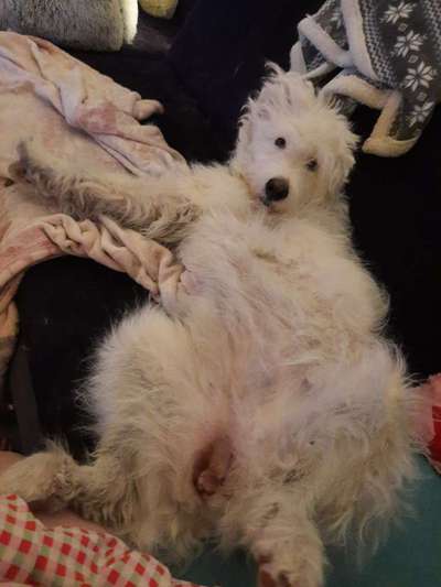 Dogorama Photo Challenge - Zeigt her eure Bäuche-Beitrag-Bild