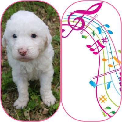 Wie heißt dein Hund?-Beitrag-Bild