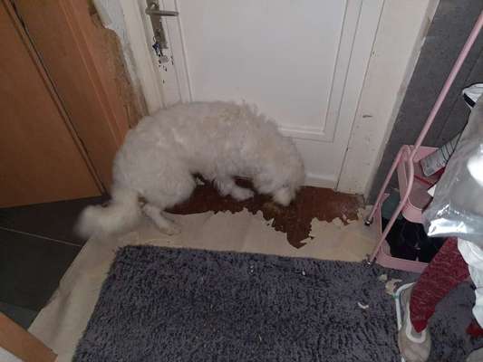 Dogorama Photo Challenge - Hündische Haushaltshilfe-Beitrag-Bild