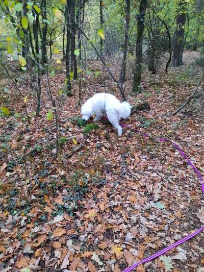 Foto -Challenge  Thema : Dein Hund Im Wald-Beitrag-Bild