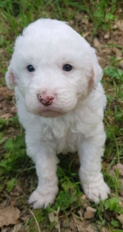 Welpen Bilder !-Beitrag-Bild