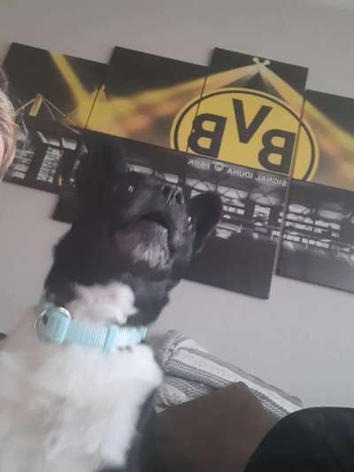 Dogorama Photo Challenge - Fail/Outtakes-Beitrag-Bild