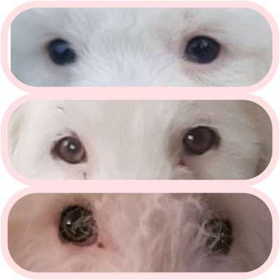 Die Augen Deines Hundes-Beitrag-Bild