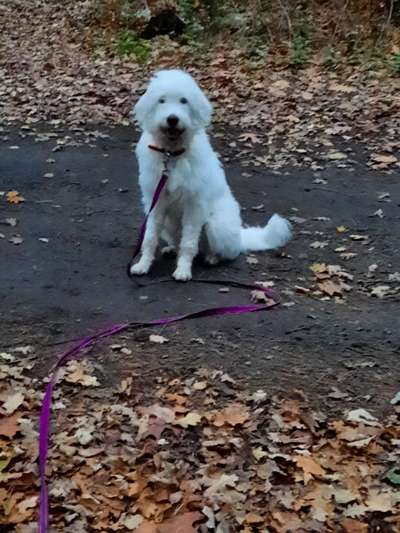 Dogorama Photo Challenge - an der Leine-Beitrag-Bild