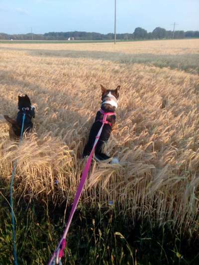 Fotochallenge NR. 123     -Karneval der Tiere--Beitrag-Bild