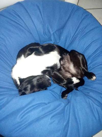 Dogorama Photo Challenge - Frühjahrsmüdigkeit-Beitrag-Bild